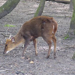 Reeves's Muntjac - 05/2015