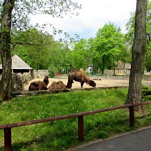 Bactrian enclosure - 05/2015