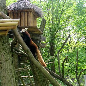 To the top! - Red panda - 05/2015