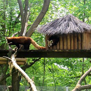 Red Panda family - 05/2015