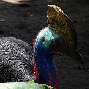 Southern cassowary (08/2016)