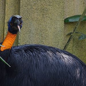 Golden-necked cassowary (08/2016)