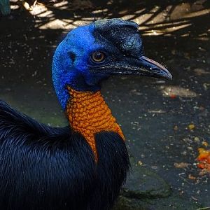 Golden-necked cassowary (08/2016)