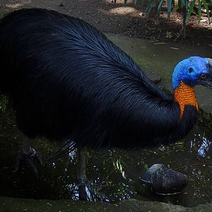 Golden-necked cassowary (08/2016)