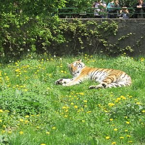 Siberian Tiger - 05/2015