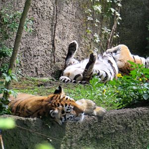 Siberian Tiger siesta - 05/2015