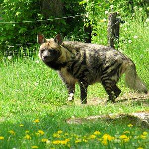 Striped Hyena - 05/2015