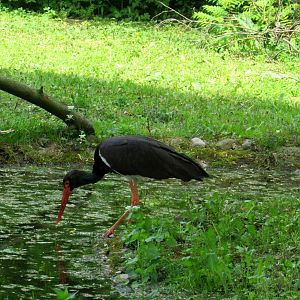 Black Stork - 05/2015