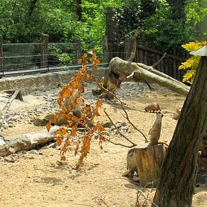 Meerkats - 05/2015
