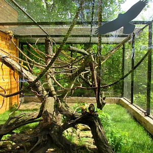 Squirrel Monkey enclosure - 05/2015