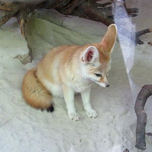 Fennec Fox - 05/2015