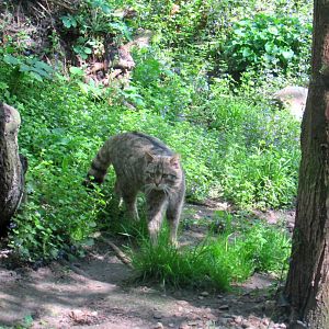 European Wildcat - 05/2015