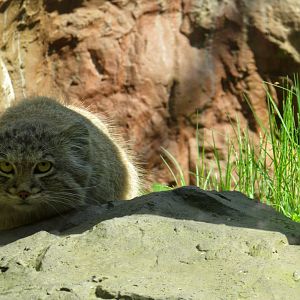 Pallas Cat (Manul) - 05/2015
