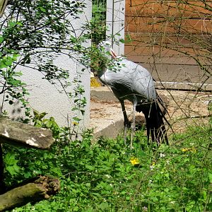 Blue Crane - 05/2015