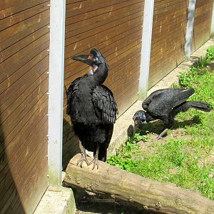 Ground Hornbills - 05/2015