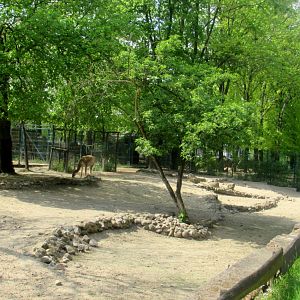 Vicugnas enclosure - 05/2015