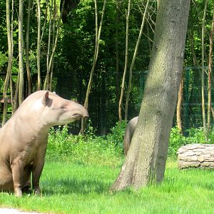 Sitting Brazilian Tapir - 05/2015