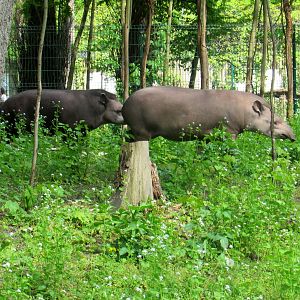 Brazilian Tapirs in the forest - 05/2015
