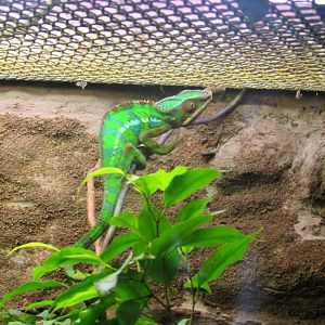 Panther Chameleon - 05/2015