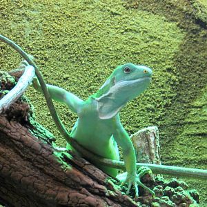 Fiji Banded Iguana - 05/2015