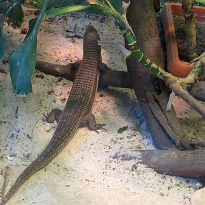 sudan Plated Lizard - 05/2015