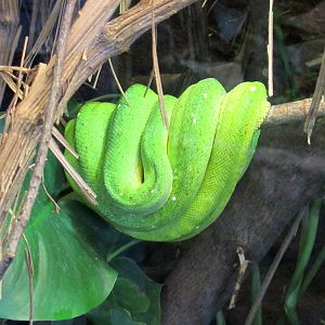 Green Tree Python - 05/2015