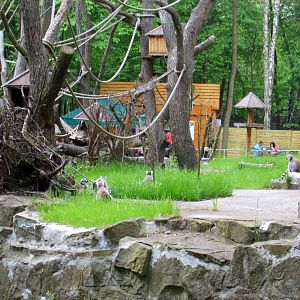 Central part Ring-tailed Lemur enclosure - 05/2015