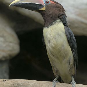 Green aracari