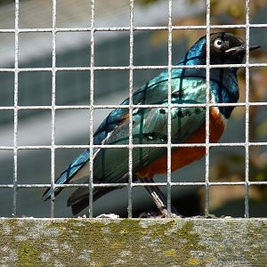 Superb starling, April 2017