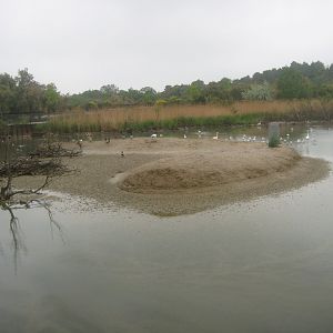 Reserve Africaine de Sigean - Waterfowl lake
