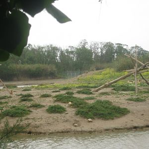 Reserve Africaine de Sigean - Barbary macaque island