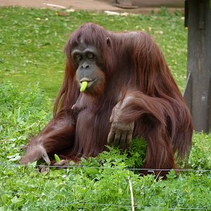 Mali, Bornean Orangutan, April 2017