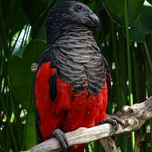 Pesquet's parrot