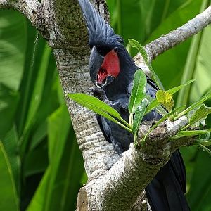 Palm cockatoo