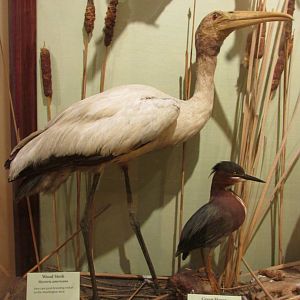 Birds of DC Case 9 Wood Stork & Green Heron