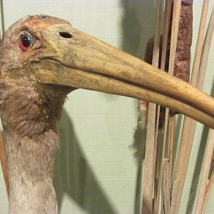 Birds of DC Case 9 Wood Stork