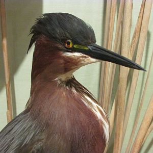Birds of DC Case 9 Green Heron
