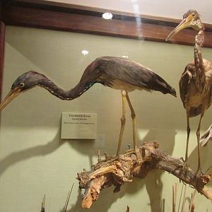 Birds of DC Case 9 Tricolored Herons