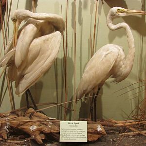 Birds of DC Case 9 Great Egrets