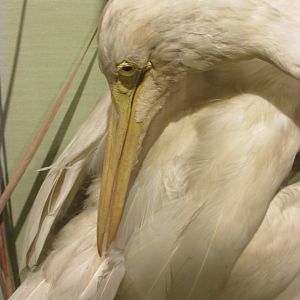 Birds of DC Case 9 Great Egret Closeup