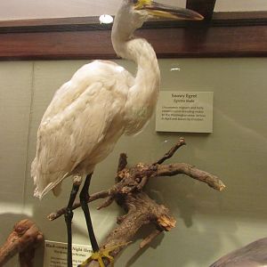 Birds of DC Case 9 Snowy Egret