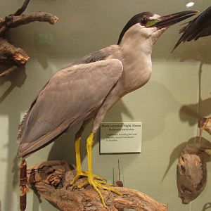 Birds of DC Case 9 Black Crowned Night Heron