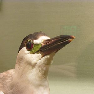 Birds of DC Case 9 Black Crowned Night Heron Closeup