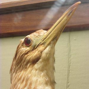 Birds of DC Case 9 Black Crowned Night Heron Juvenile Closeup