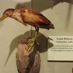 Birds of DC Case 9 Least Bittern