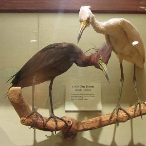 Birds of DC Case 9 Little Blue Herons