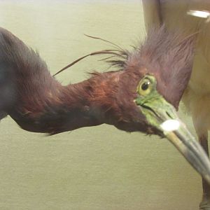 Birds of DC Case 9 Little Blue Heron Closeup