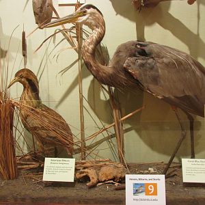 Birds of DC Case 9 American Bittern & Great Blue Heron
