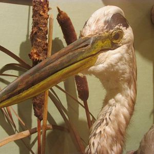 Birds of DC Case 9 Great Blue Heron Closeup