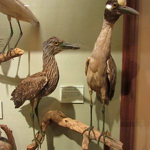 Birds of DC Case 9 Yellow Crowned Night Herons